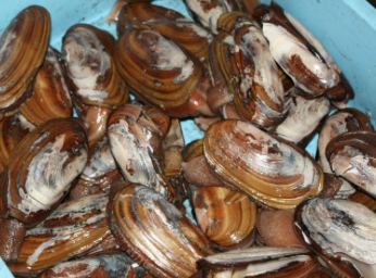 ミゾ貝を食べる 釣りばかホイホイ