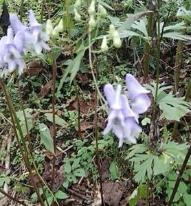 トリカブトの紫色の花を見ると思いだす コルトレーンの名演奏 釣りばかホイホイ