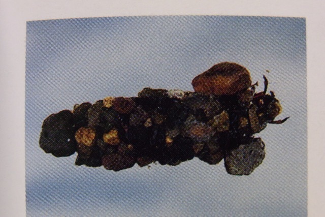 Caddis―トビケラとフライフィッシング |本 | 通販 | Amazon